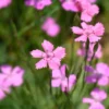Stein-Nelke 'Rosea' - Rosa Blütenteppich im Nu