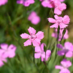 Stein-Nelke 'Rosea' - Rosa Blütenteppich im Nu