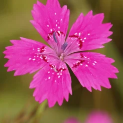 Stein-Nelke 'Rosea' - Rosa Blütenteppich im Nu