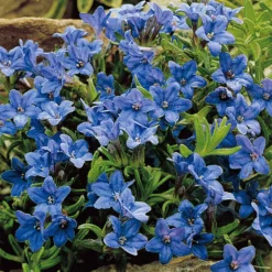 Steinsame 'Heavenly Blue' - Blauer Blütenteppich