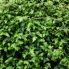 Stephanandra incisa Crispa - Grün ohne Unkraut-Stress