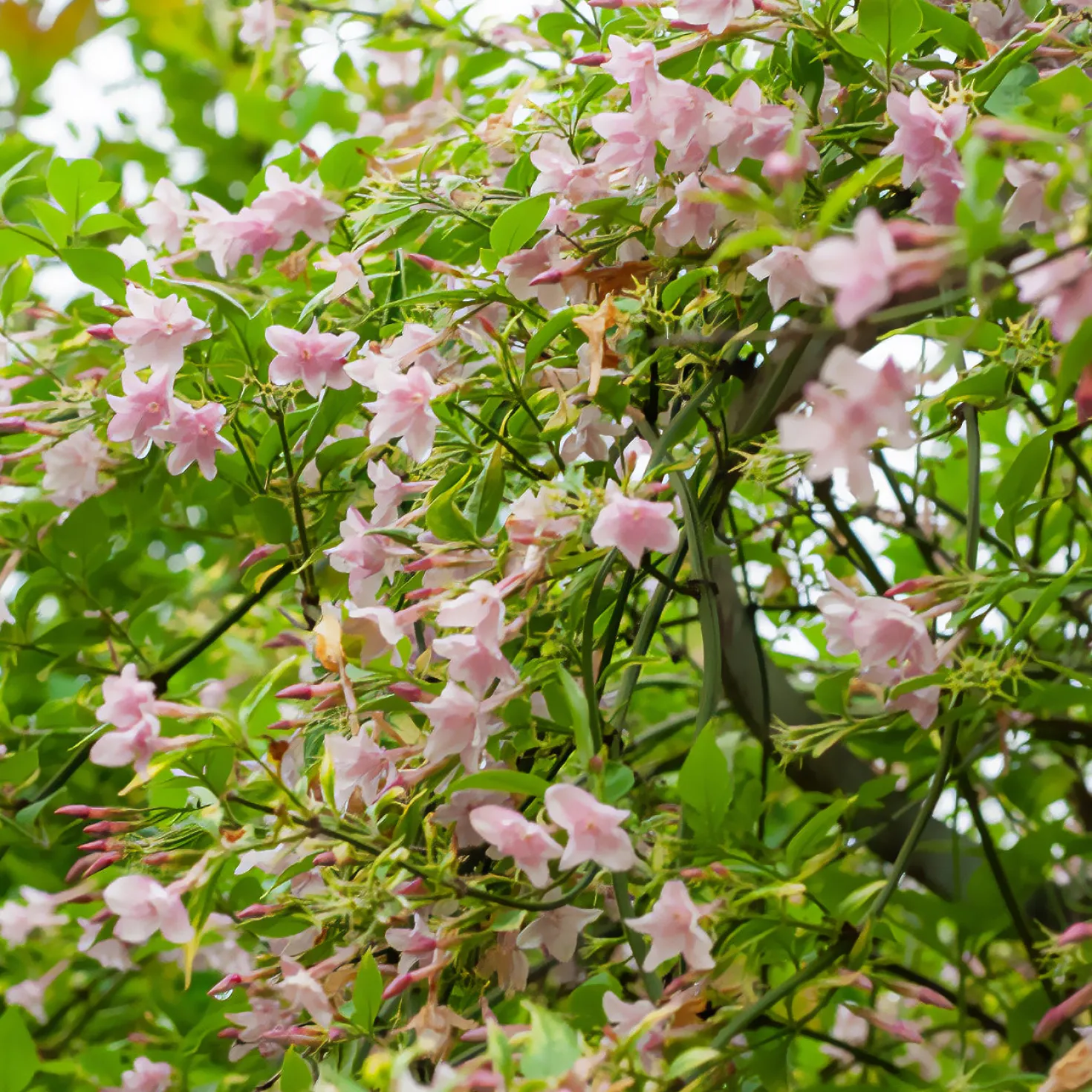 Stephanischer Kletterjasmin - Duftende Blüten im Nu