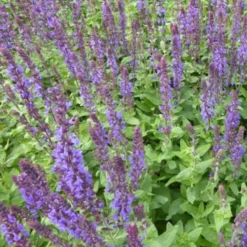 Steppen-Salbei ‘Blaukönigin’ - Blaue Blüte, null Aufwand