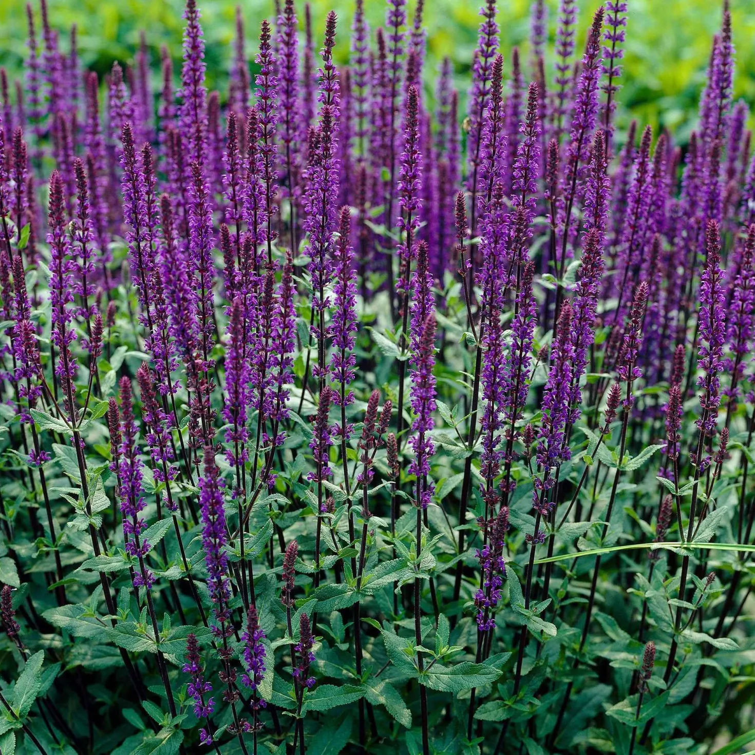 Steppen Salbei 'Caradonna' - Violette Blütenkerzen sofort