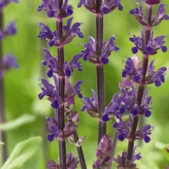 Steppen Salbei 'Caradonna' - Violette Blütenkerzen sofort