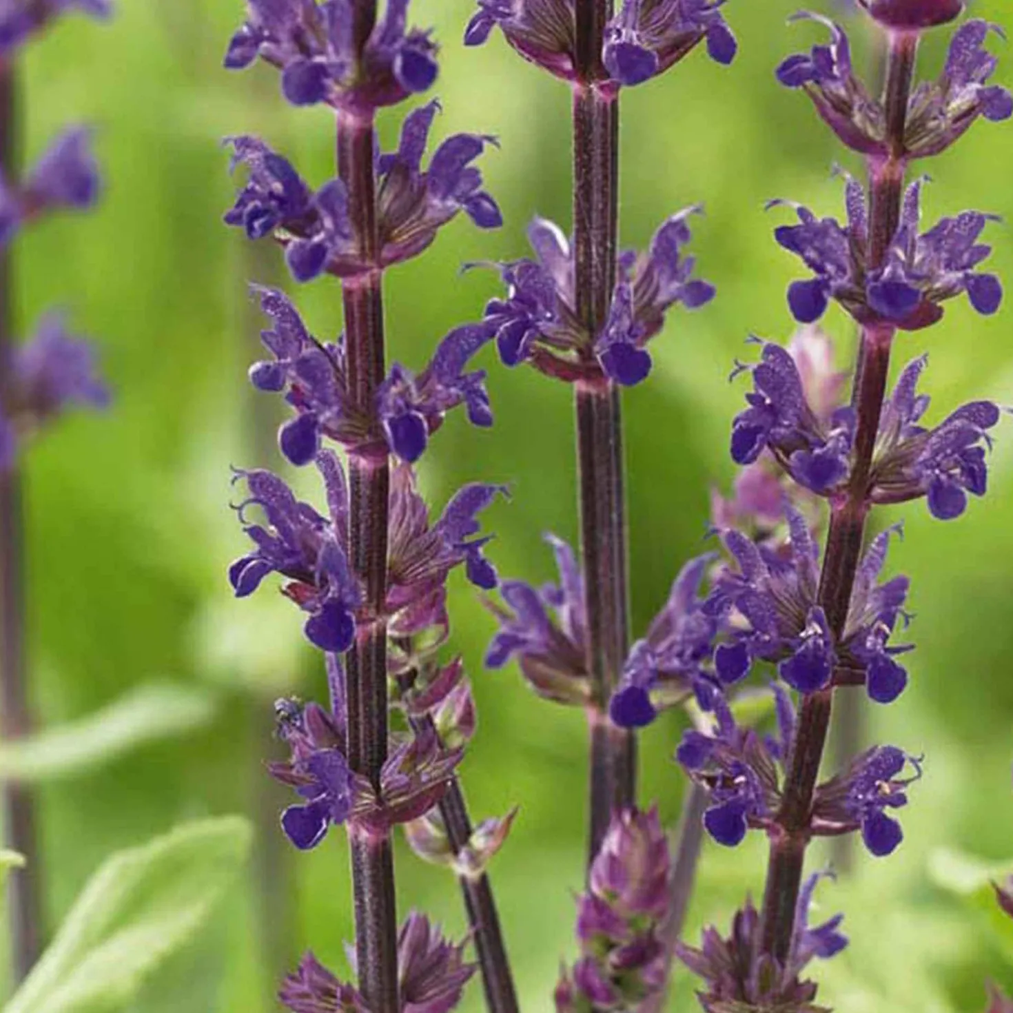 Steppen Salbei 'Caradonna' - Violette Blütenkerzen sofort