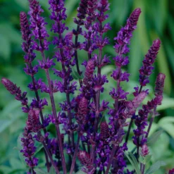 Steppen Salbei 'Caradonna' - Violette Blütenkerzen sofort