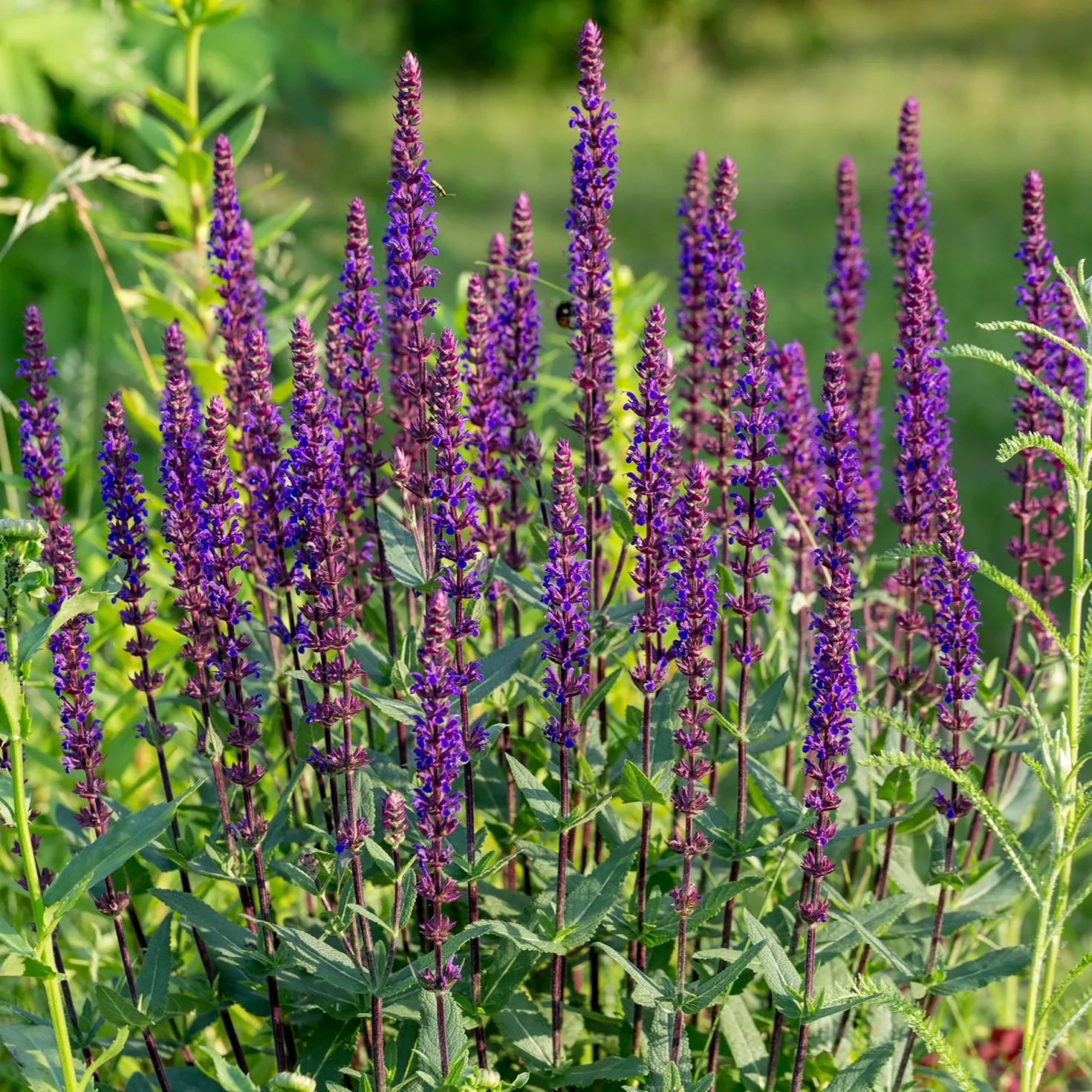 Steppen Salbei 'Caradonna' - Violette Blütenkerzen sofort