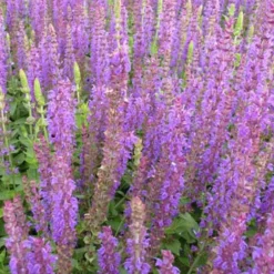 Steppen-Salbei ‘Ostfriesland’ - Wochenlang violette Blüten