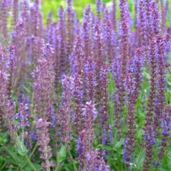 Steppen-Salbei ‘Ostfriesland’ - Wochenlang violette Blüten