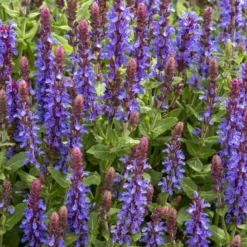 Steppen-Salbei ‘Sensation Deep Blue’ - Blaues Blütenmeer den ganzen Sommer