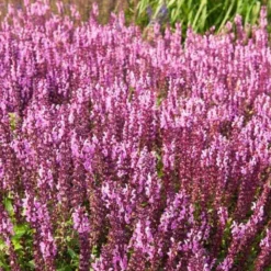 Steppensalbei 'Sensation Pink' - Rosa Blüten den ganzen Sommer