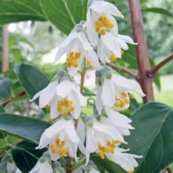 Sternchenstrauch - Sternenregen im Garten
