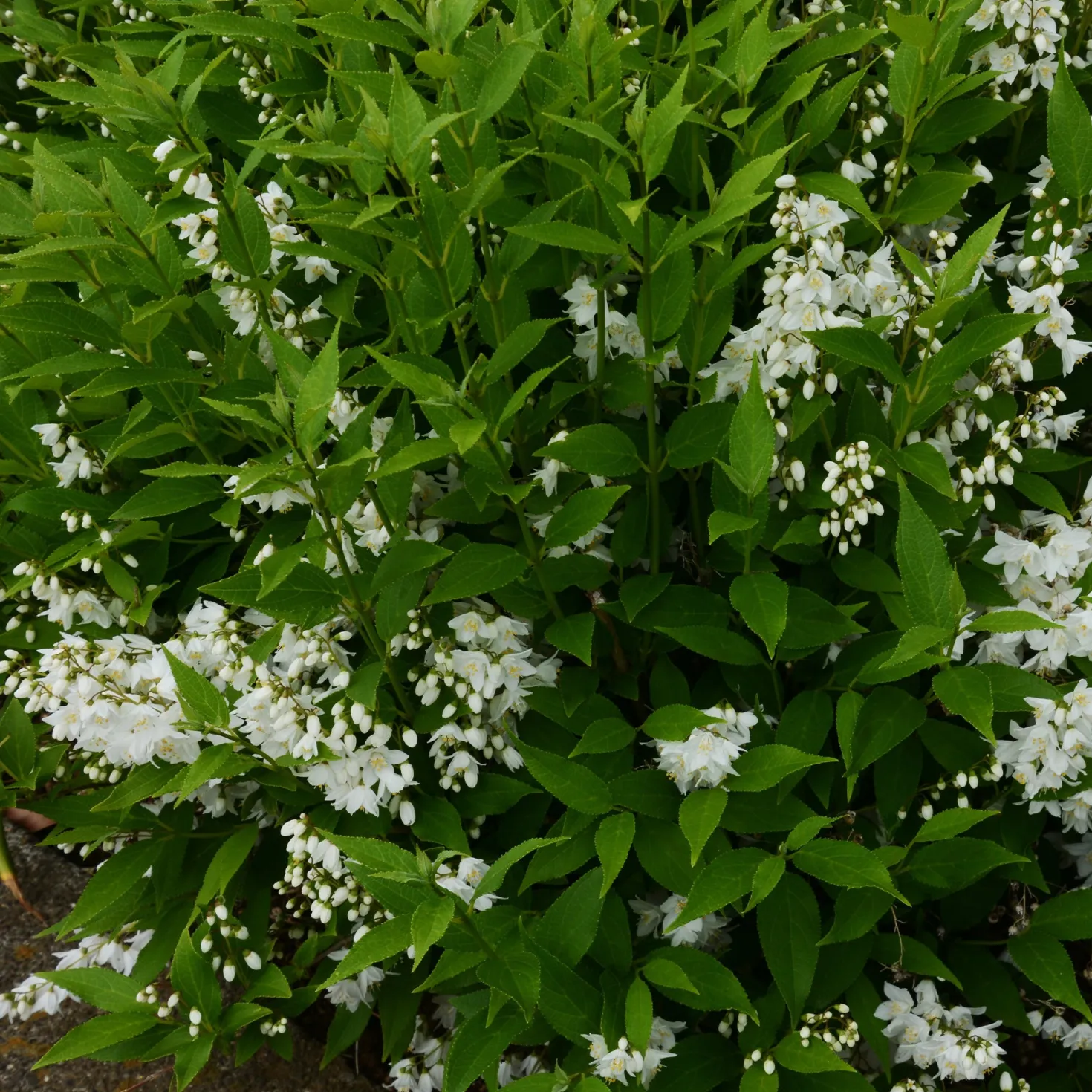 Sternchenstrauch - Sternenregen im Garten