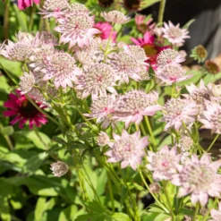 Sterndolde ‘Florence’ - Zarte Blüten, robuste Staude