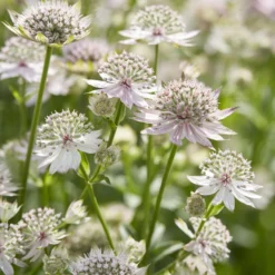Sterndolde ‘Florence’ - Zarte Blüten, robuste Staude