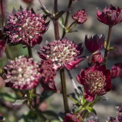 Sterndolde ‘Moulin Rouge’ - Tiefrote Blüten, zart wie Spitze