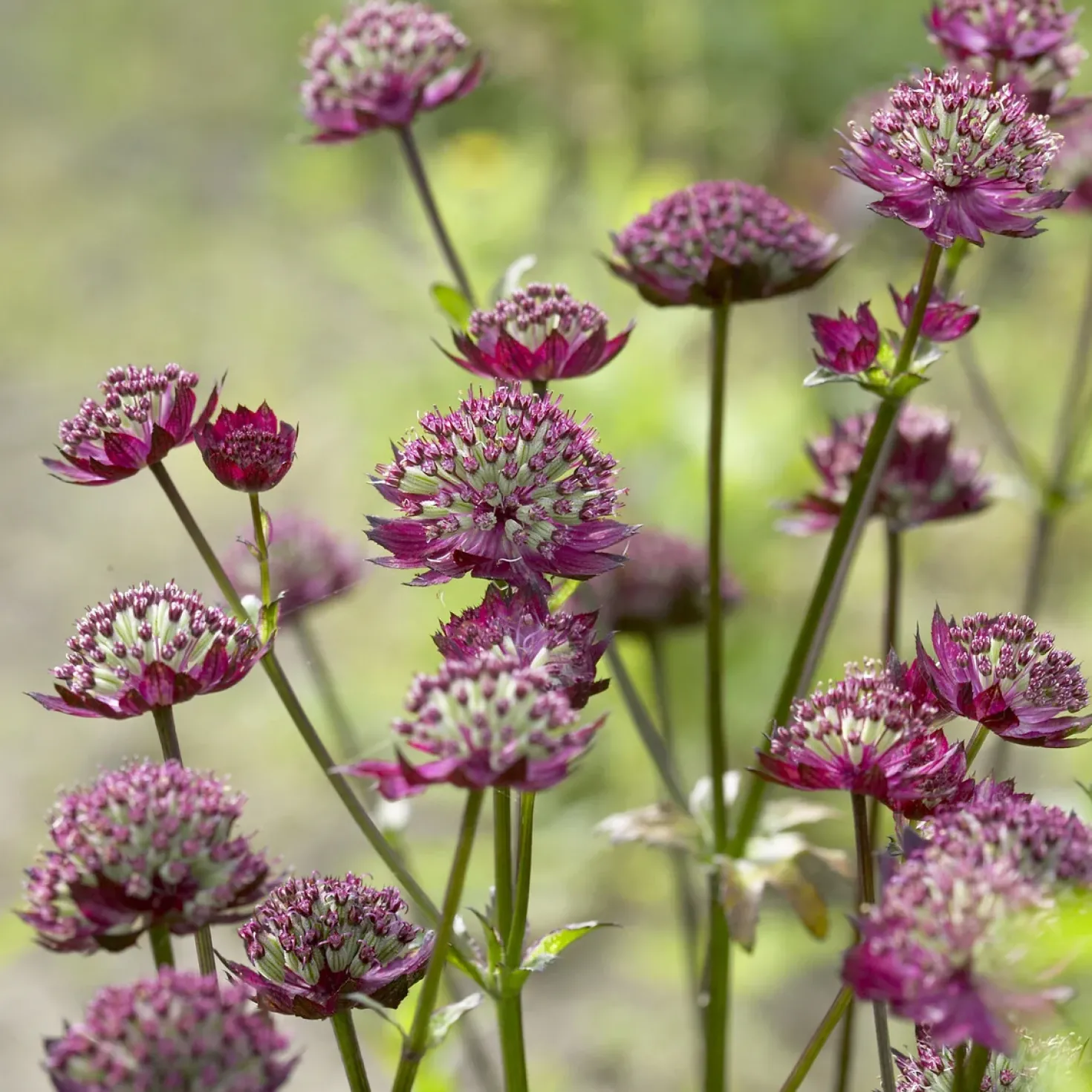 Sterndolde ‘Moulin Rouge’ - Tiefrote Blüten, zart wie Spitze