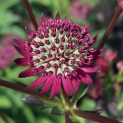 Sterndolde Purple Joyce (x3) - Dunkle Blüten sofort im Beet