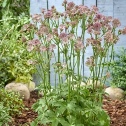 Sterndolde 'Roma' - Rosa Blüten den ganzen Sommer