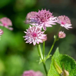 Sterndolde 'Roma' - Rosa Blüten den ganzen Sommer