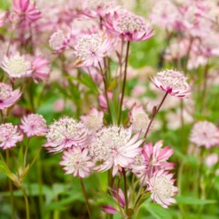 Sterndolde Rosea (x3) - Sternblüten für den Schatten