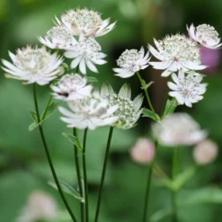 Sterndolde ‘Shaggy’ - Sternblüten ganz einfach
