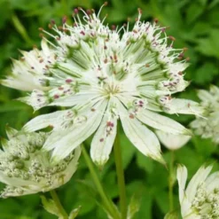 Sterndolde ‘Snow Star’ - Sternenblüten ohne Aufwand