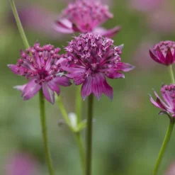 Sterndolde ‘Venice’ - Tiefes Violett im Halbschatten