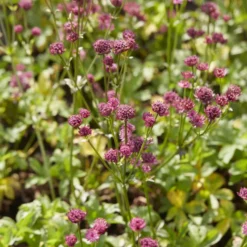 Sterndolde ‘Venice’ - Tiefes Violett im Halbschatten