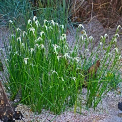 Sternengras - Weiße Sterne am Teichrand