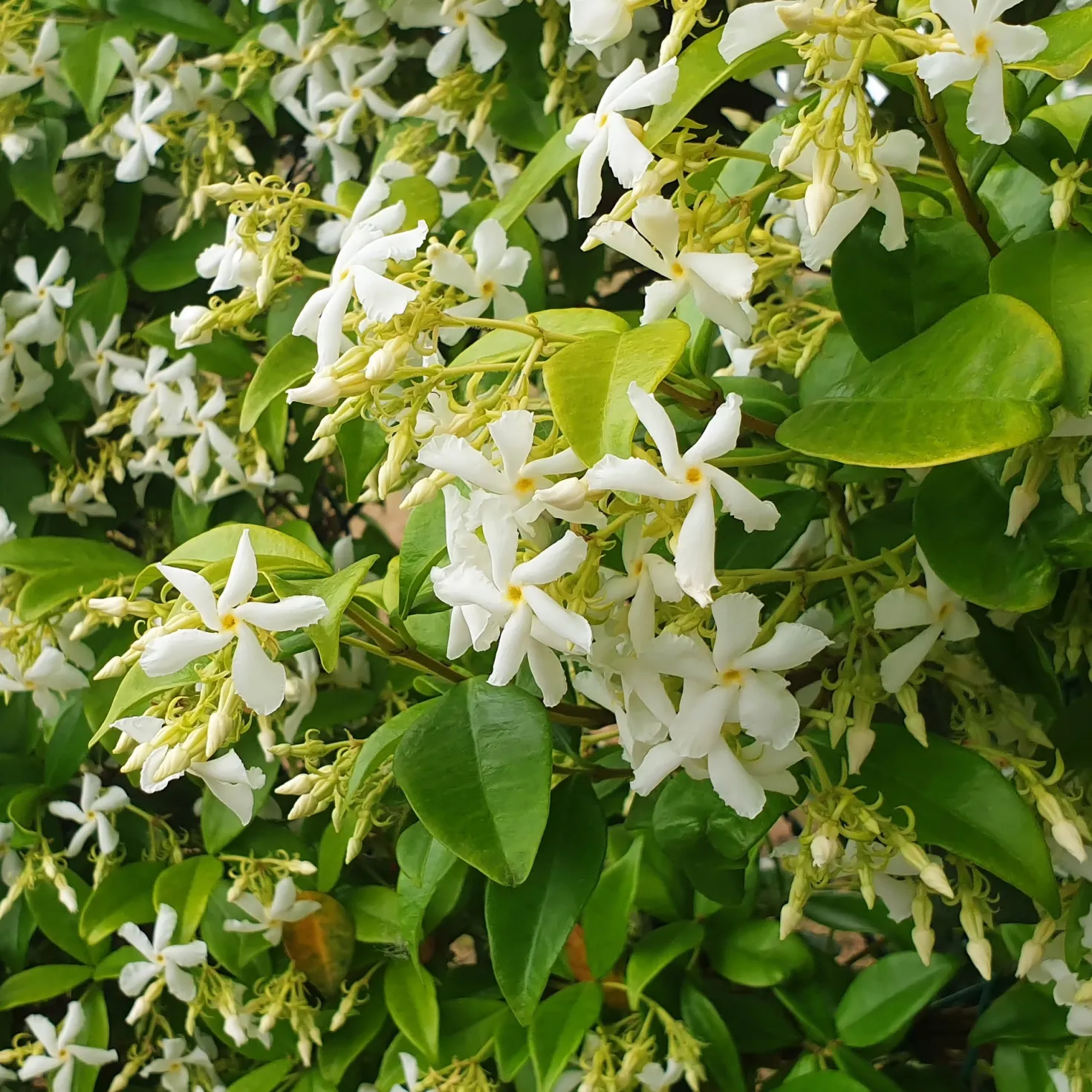 Sternjasmin - Blütenduft ohne Aufwand