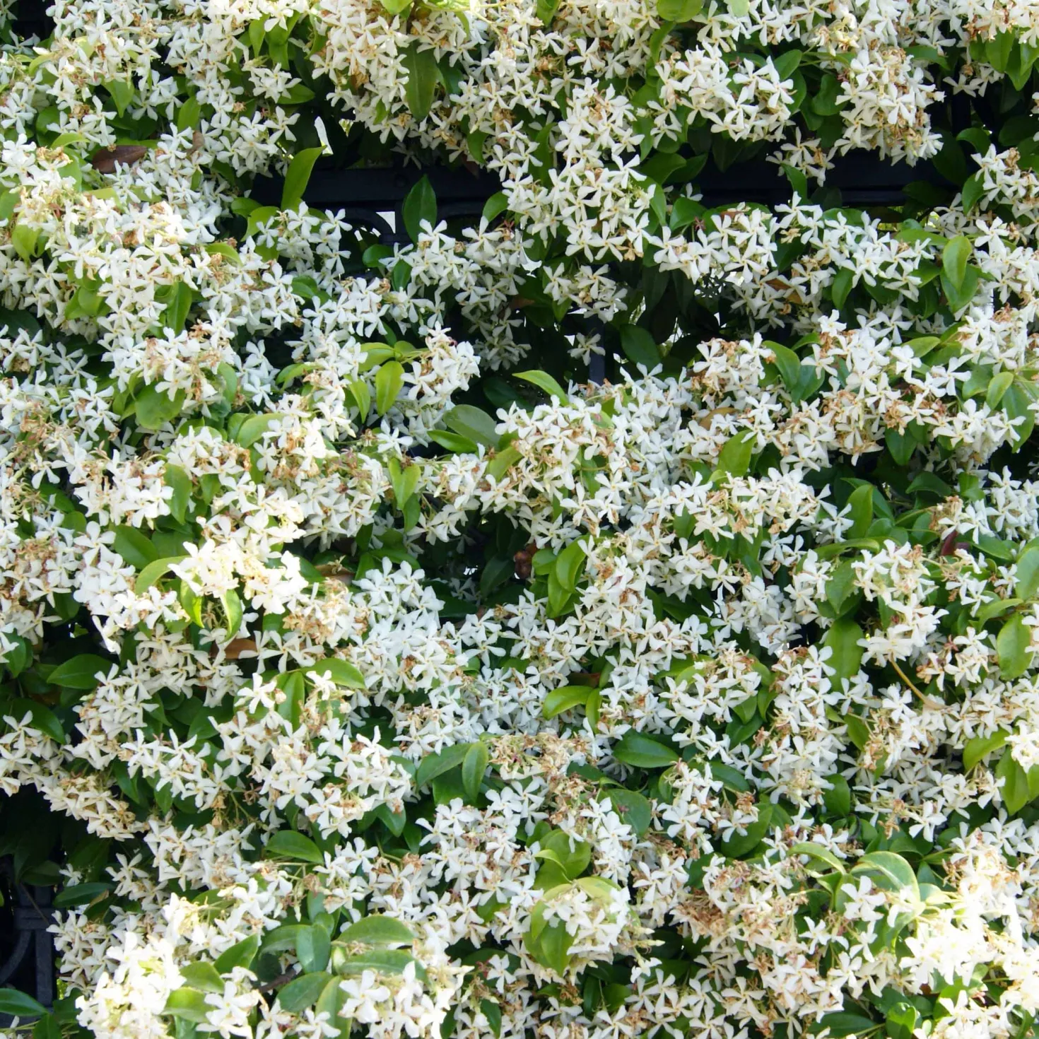 Sternjasmin - Blütenduft ohne Aufwand
