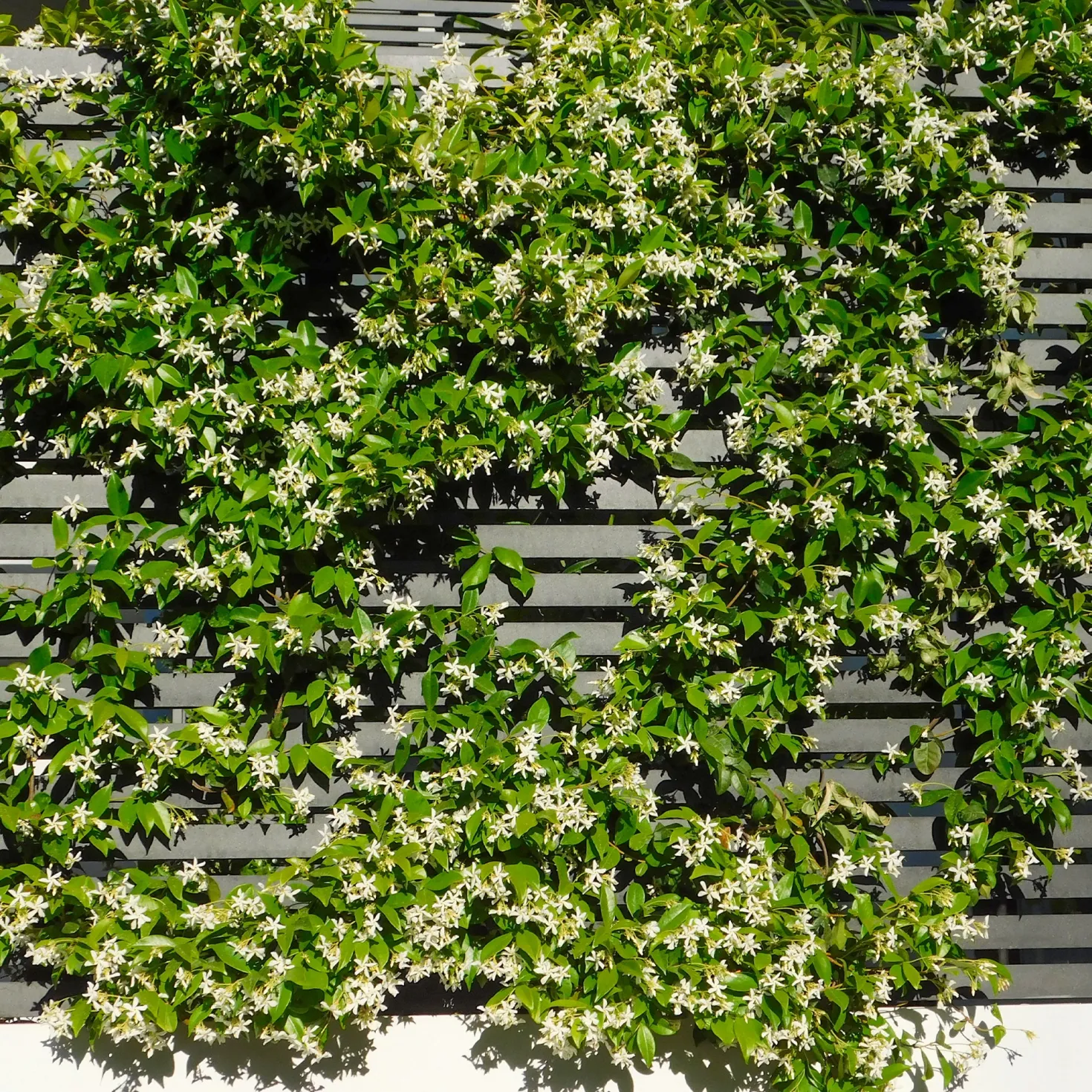 Sternjasmin - Blütenduft ohne Aufwand