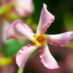Sternjasmin rosa und weiß (x2) - Duftende Blüten am Balkon