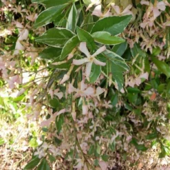 Sternjasmin ‘Star of Milano’® - Duftender Sichtschutz