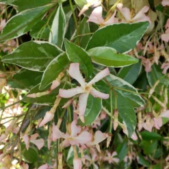 Sternjasmin ‘Star of Milano’® - Duftender Sichtschutz