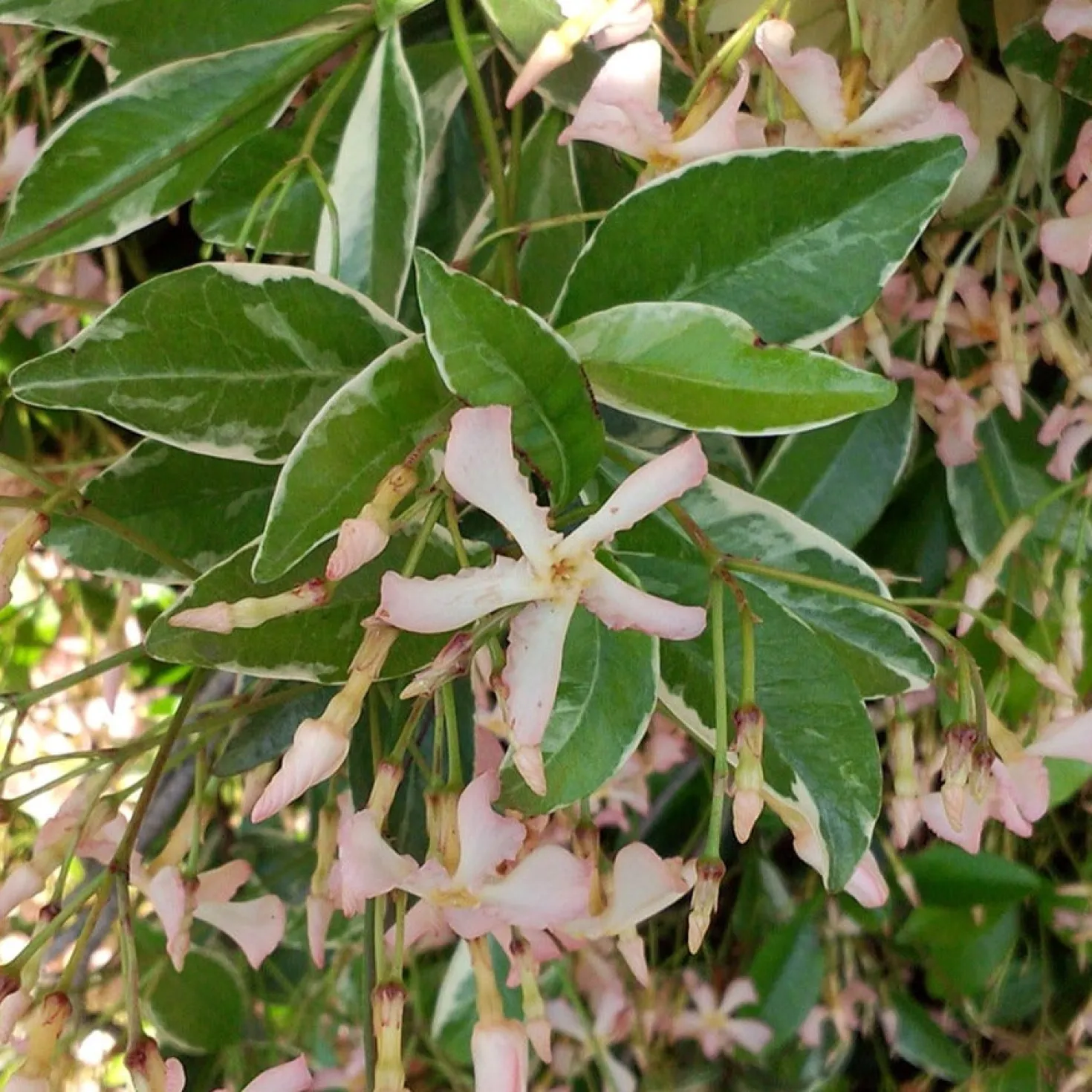 Sternjasmin ‘Star of Milano’® - Duftender Sichtschutz