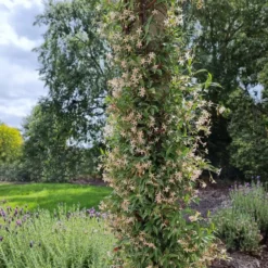 Sternjasmin ‘Star of Milano’® - Duftender Sichtschutz