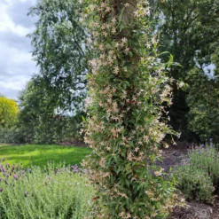Sternjasmin ‘Star of Milano’® - Duftender Sichtschutz