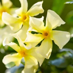 Sternjasmin 'Star of Toscane' - Duftende Blüten am Balkon