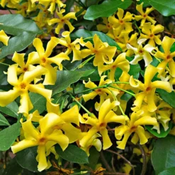 Sternjasmin 'Star of Toscane' - Duftende Blüten am Balkon