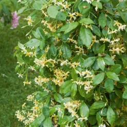 Sternjasmin 'Star of Toscane' - Duftende Blüten am Balkon