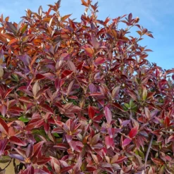 Sternjasmin Winter Ruby® - Grün und rot, das ganze Jahr