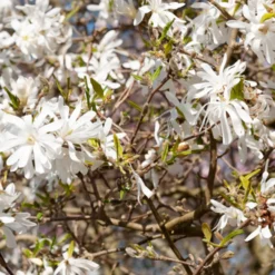 Stern-Magnolie - Blüht vor dem Laub