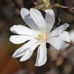 Stern-Magnolie - Blüht vor dem Laub