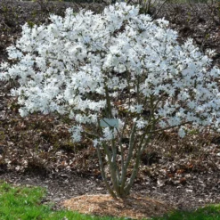 Sternmagnolie - Weiße Blüten schon im März