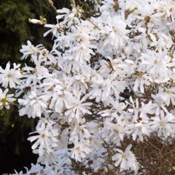 Sternmagnolie - Weiße Blüten schon im März