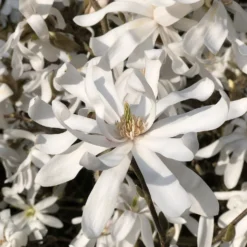 Sternmagnolie - Weiße Blüten schon im März