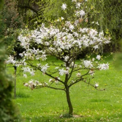 Sternmagnolie - Weiße Blüten schon im März